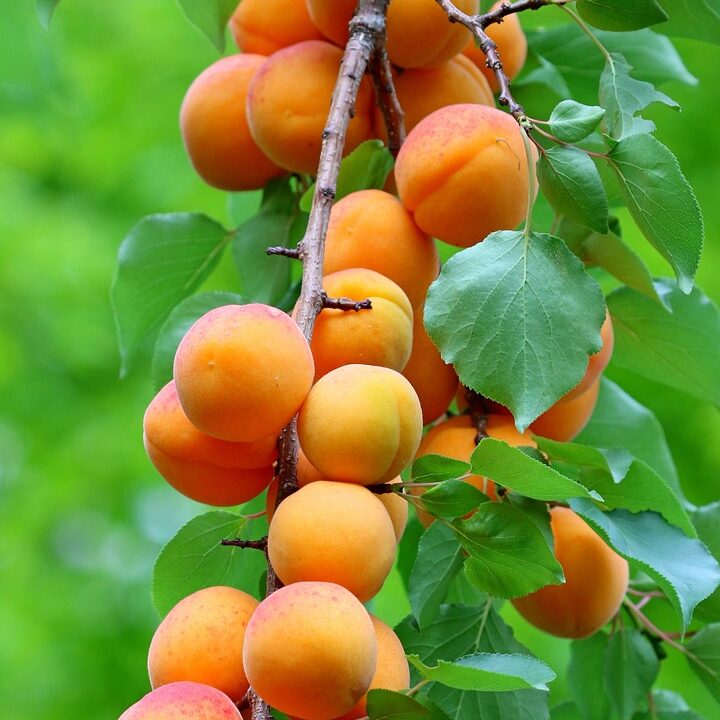apricots
