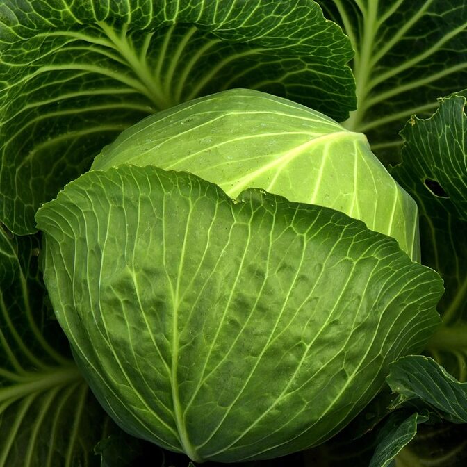 cabbage 3722498 1280