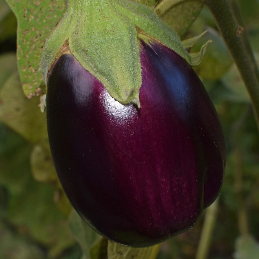ripe eggplant 2759947 1280